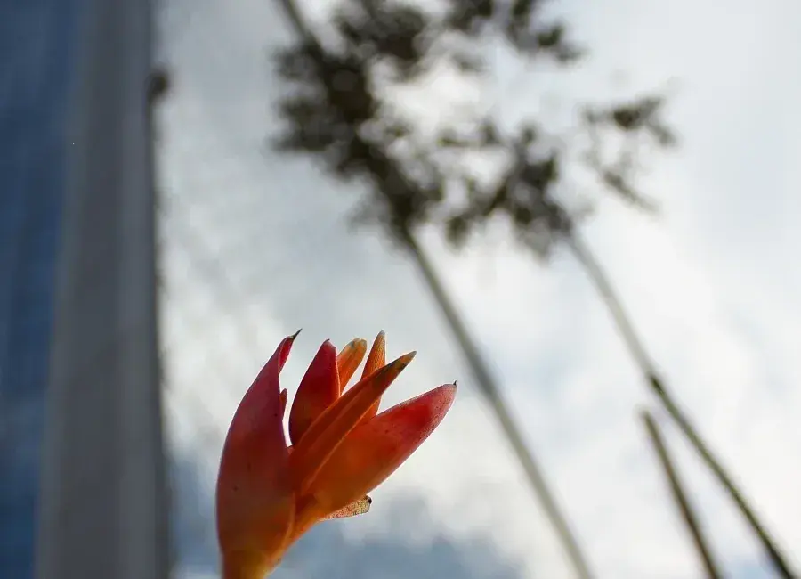 Araucaria